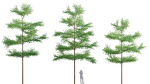 3DTree Bundle 03 - Park City