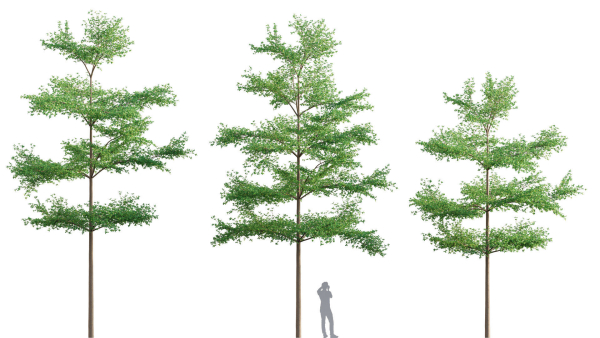 3DTree Bundle 03 - Park City