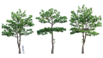 3DTree Bundle 03 - Park City