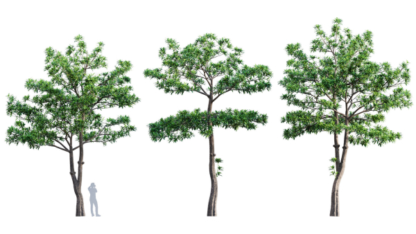 3DTree Bundle 03 - Park City