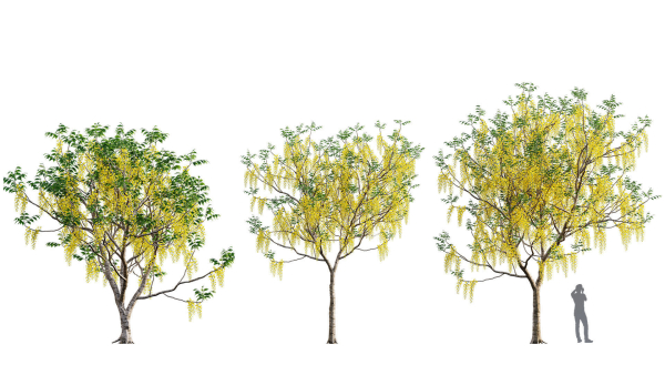 3DTree Bundle 03 - Park City