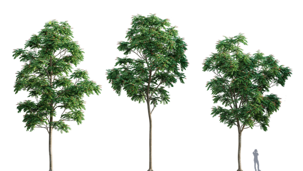 3DTree Bundle 03 - Park City
