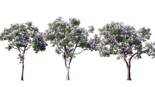3DTree Bundle 03 - Park City