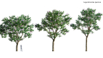 3DTree Bundle 03 - Park City