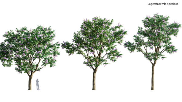 3DTree Bundle 03 - Park City