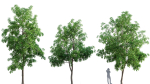 3DTree Bundle 03 - Park City