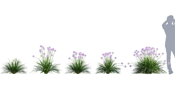 3DTree Bundle 05 - Flower Garden