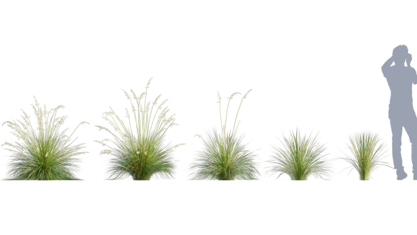 3DTree Bundle 05 - Flower Garden