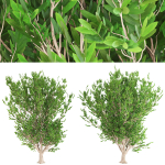 4 Ashes tree