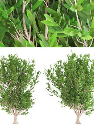 4-ashes-tree-3d-model-max-obj