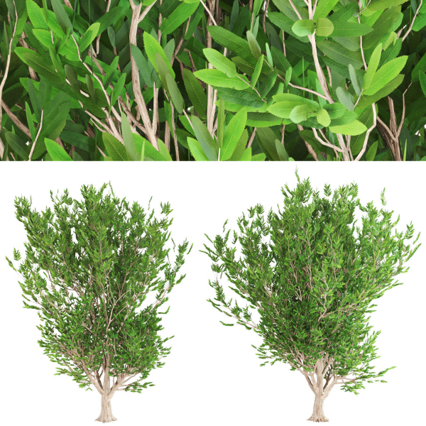 4 Ashes tree