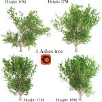4 Ashes tree