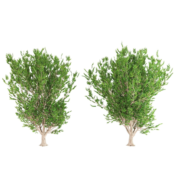 4 Ashes tree