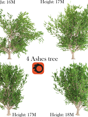 4 Ashes tree