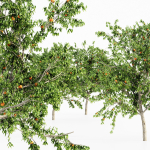 4 diffrent tree Red Delicious Apple Peach