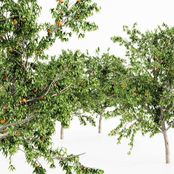 4 diffrent tree Red Delicious Apple Peach
