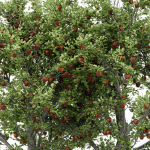4 diffrent tree Red Delicious Apple Peach