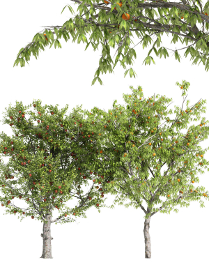 4 diffrent tree Red Delicious Apple Peach