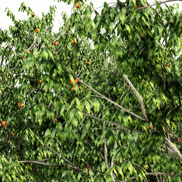 4 diffrent tree Red Delicious Apple Peach