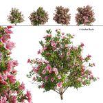 4 spring Azalea Flower Bush