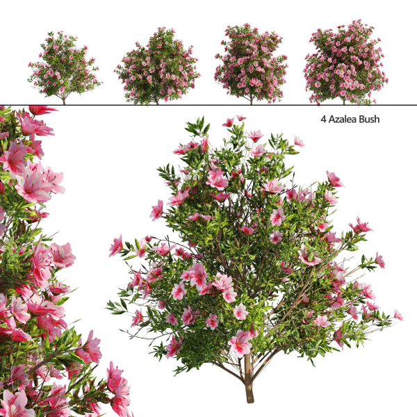 4 spring Azalea Flower Bush