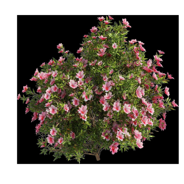 4 spring Azalea Flower Bush