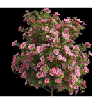 4 spring Azalea Flower Bush
