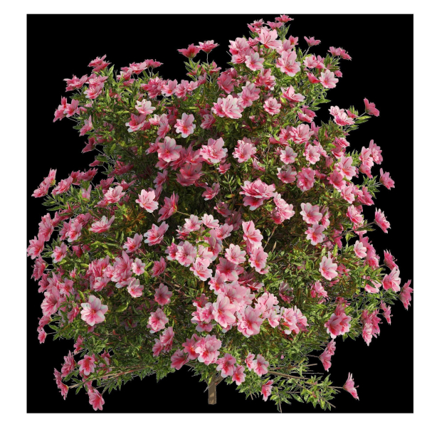 4 spring Azalea Flower Bush