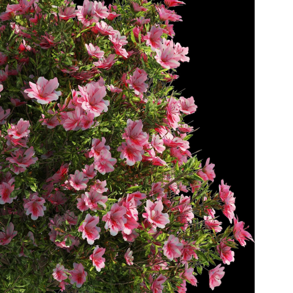 4 spring Azalea Flower Bush