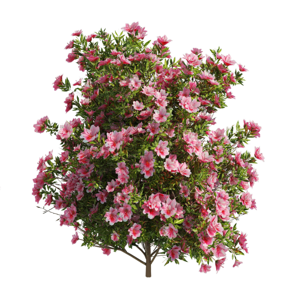 4 spring Azalea Flower Bush