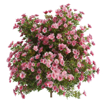 4 spring Azalea Flower Bush