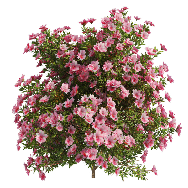 4 spring Azalea Flower Bush