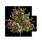 4 spring Azalea Flower Bush