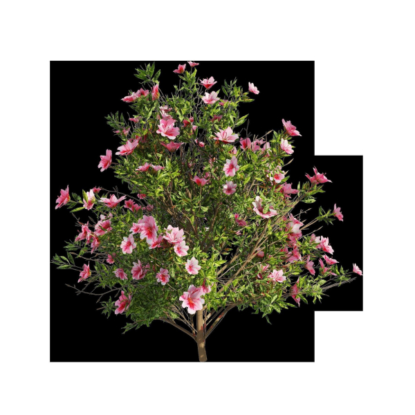 4 spring Azalea Flower Bush