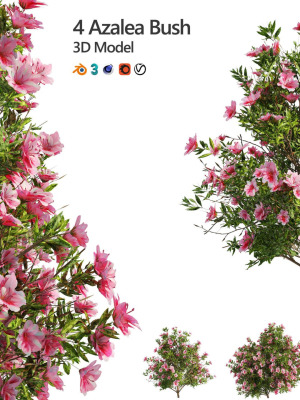 4 spring Azalea Flower Bush
