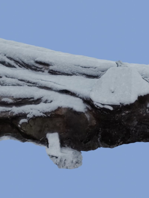 4k-snow-covered-cut-log-photoscan-3d-model-94fd391db2