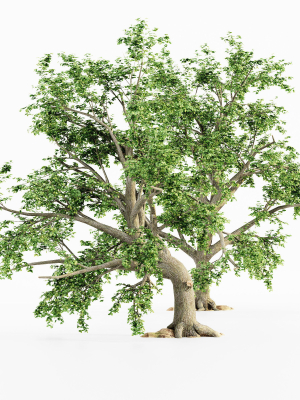 5-broadleaf-tree-collection-3d-model-max-obj-fbx