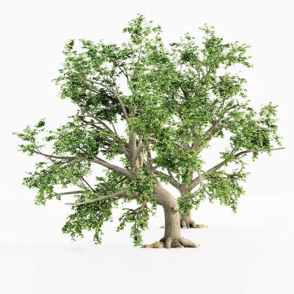 5 Broadleaf tree collection