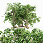 5 Broadleaf tree collection