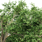 5 Broadleaf tree collection