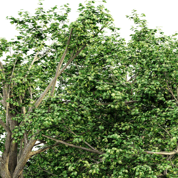 5 Broadleaf tree collection
