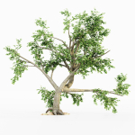5 Broadleaf tree collection