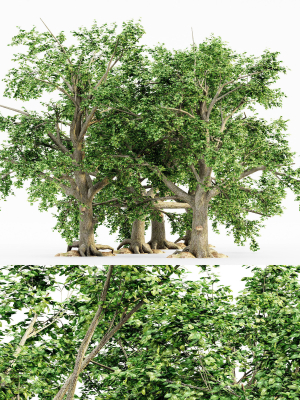 5 Broadleaf tree collection