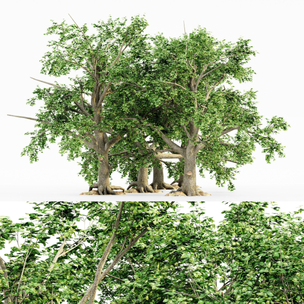 5 Broadleaf tree collection