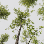 5 Different SETS of Trees SET VOL13