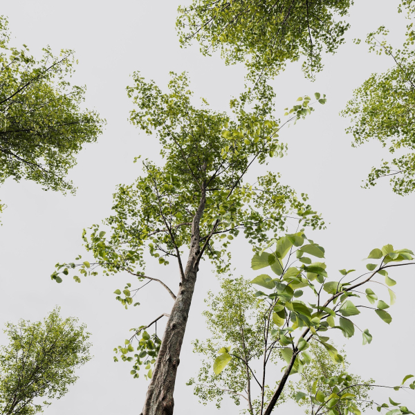 5 Different SETS of Trees SET VOL13