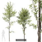 5 Different SETS of Trees SET VOL13
