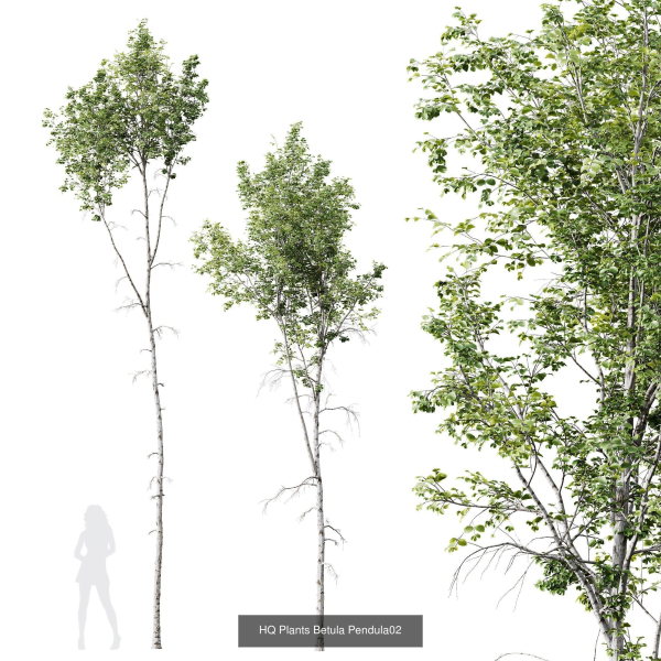 5 Different SETS of Trees SET VOL13