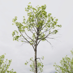5 Different SETS of Trees SET VOL13