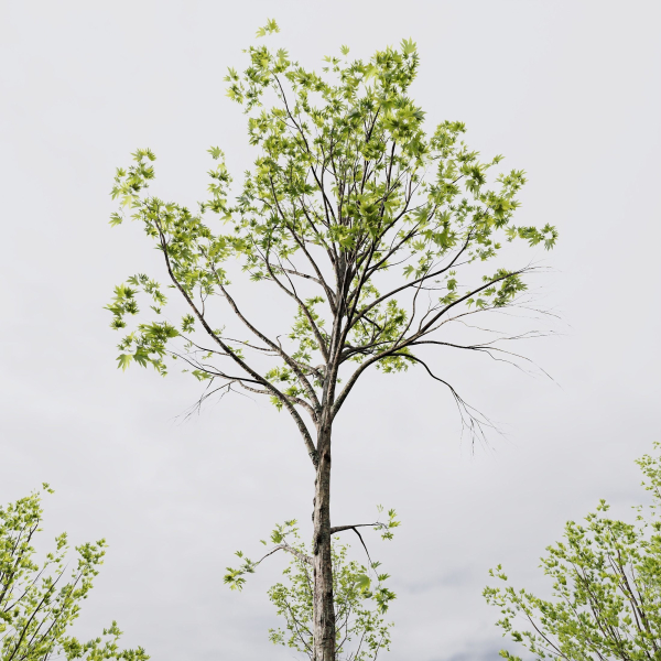 5 Different SETS of Trees SET VOL13